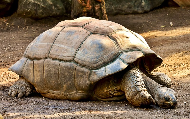 The Galápagos Islands is one of the most diverse and beautiful UNESCO World Heritage Sites.