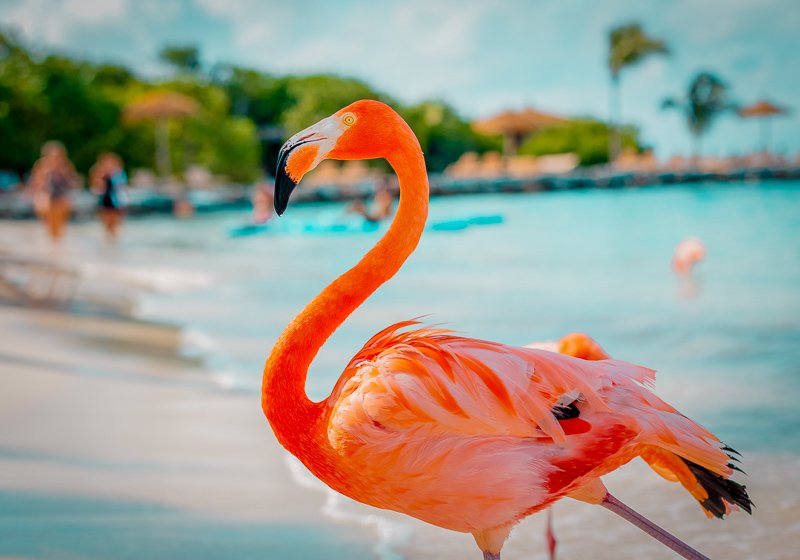 In Aruba, you're all but guaranteed amazing weather year round.